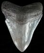 Serrated, Fossil Megalodon Tooth - Georgia #51020-1